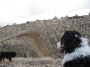 Fremont border collie