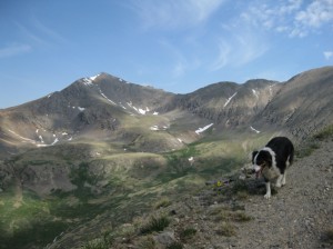 Fremont the border collie in front of Grays Peak Colorado.