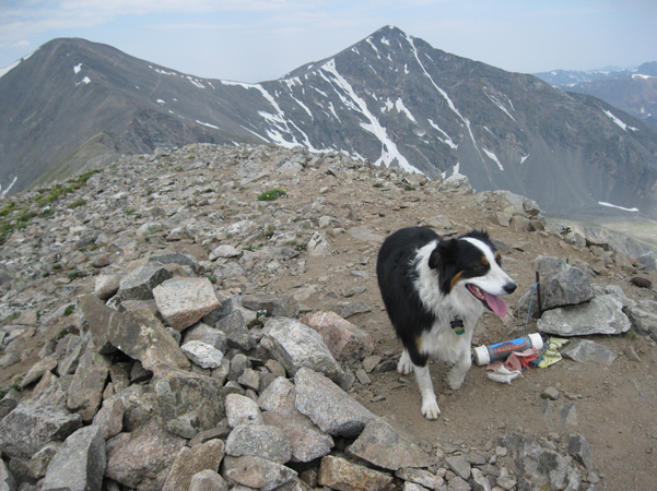 Fremont border collie on the summit of Mount Edwards.