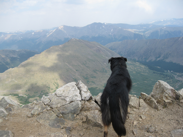 Mystic border collie on Mount Edwards Summit