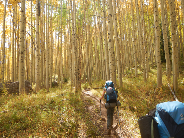 Capitol Creek aspen forest