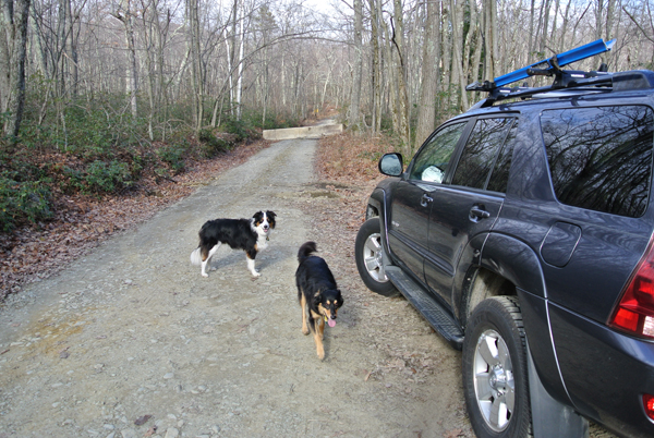 Mount Frissell - Parking Barrier and dogs