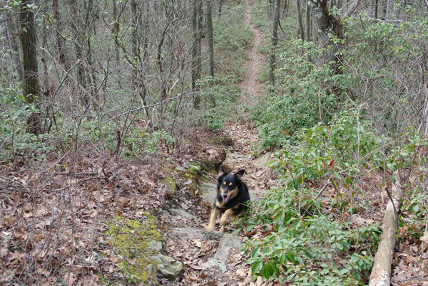 Mystic border collie run