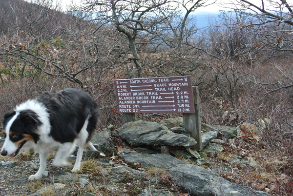Fremont border collie and signs