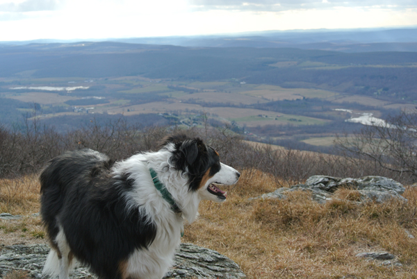 Fremont border collie new york