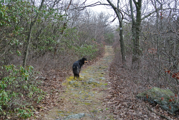 South Taconic Trail to Brace Mountain