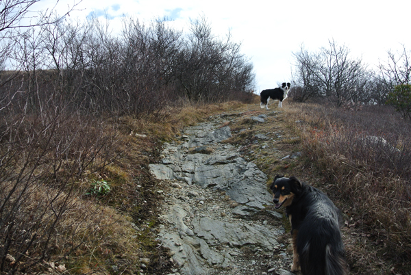 Mystic and Fremont border collie