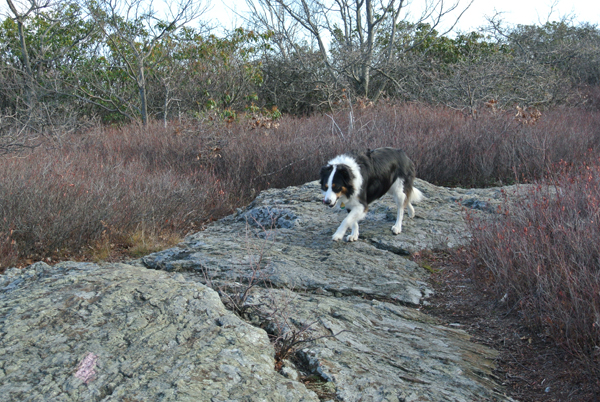 Fremont border collie connecticut dog hiker