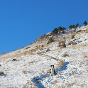 Fremont border collie Mount Sanitas