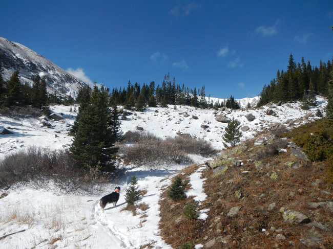 Whale Peak - Treeline