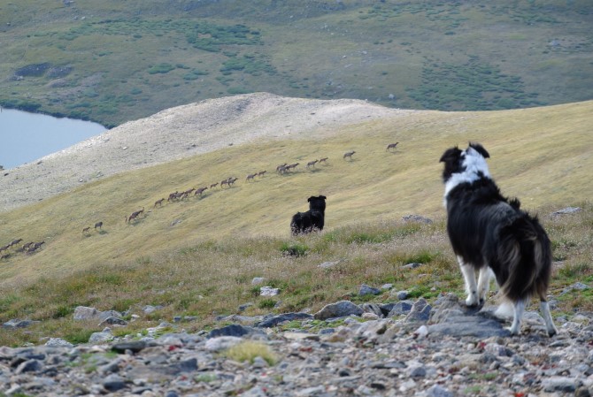 border-collies-rule