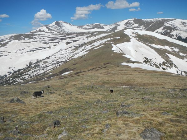 The pups lead the way to Sherman Mountain. Note the steep headwall to the right.