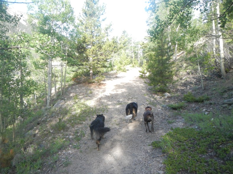 dogs-730-mine-trail