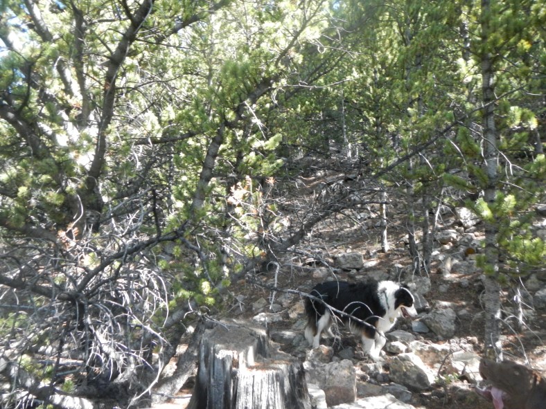 If you go the wrong way and stay on the east side of the gulch, get ready for a steep, scrappy bushwhack. 