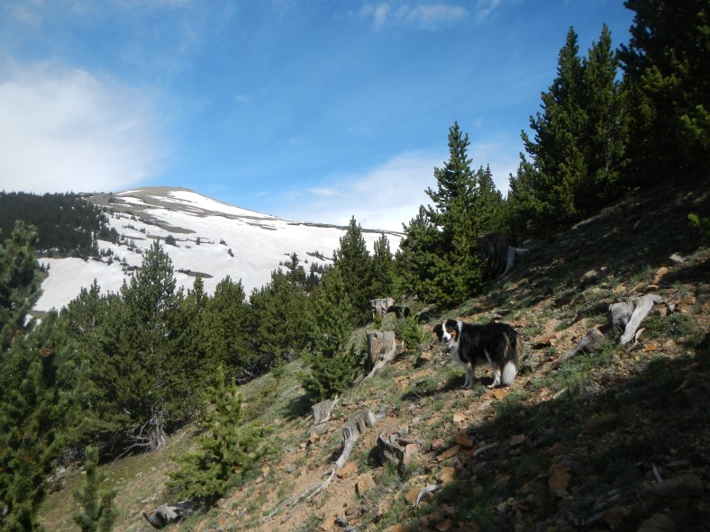 silver plume treeline 