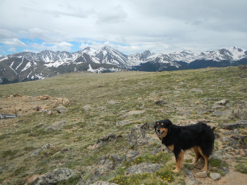 Mystic on the summit plateau. 