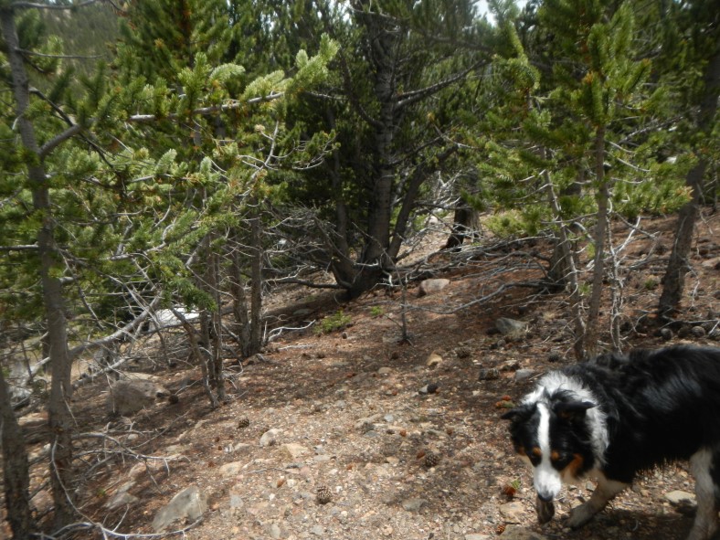 Here is a good look at the old, abandoned trail. It's there if you look hard enough but it is tricky to follow. 