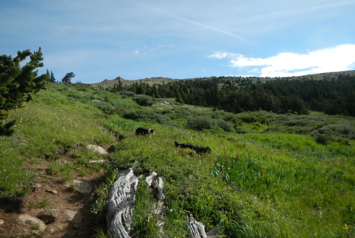 Rosalie Peak Tanglewood route