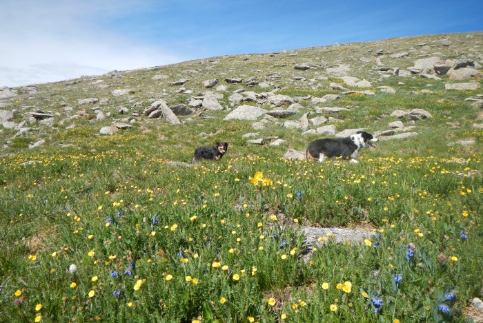 More flowers!