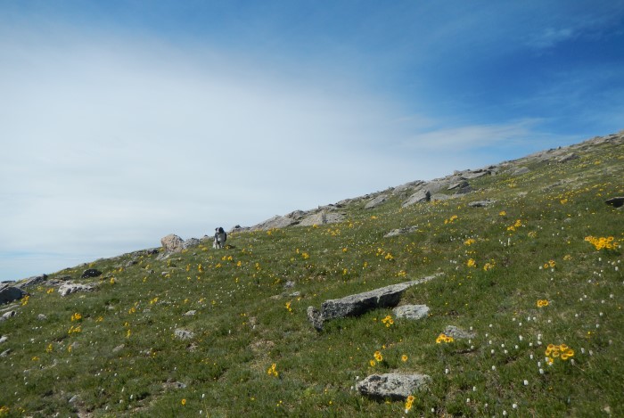 The slope near the top of the false summit (note the flowers). 