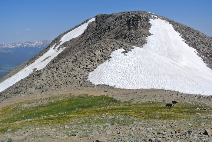 bald mountain flowers