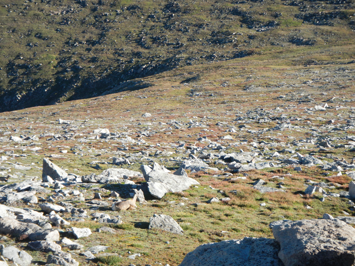 The broad open tundra. Can you see the goats?