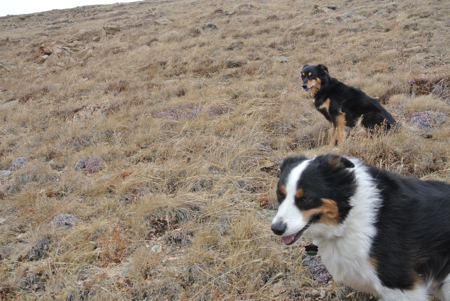 Fremont and Mystic border collies Colorado