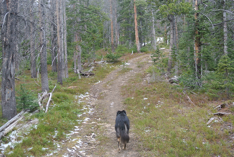 Mount Trelease trail to plane wreck