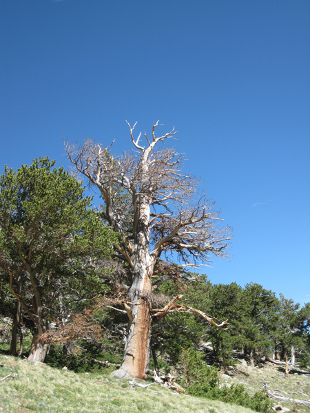 Ancient pines along the way. 