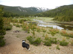 Fremont Border Collie Colorado