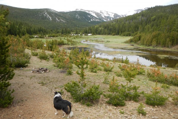 Fremont Border Collie Colorado