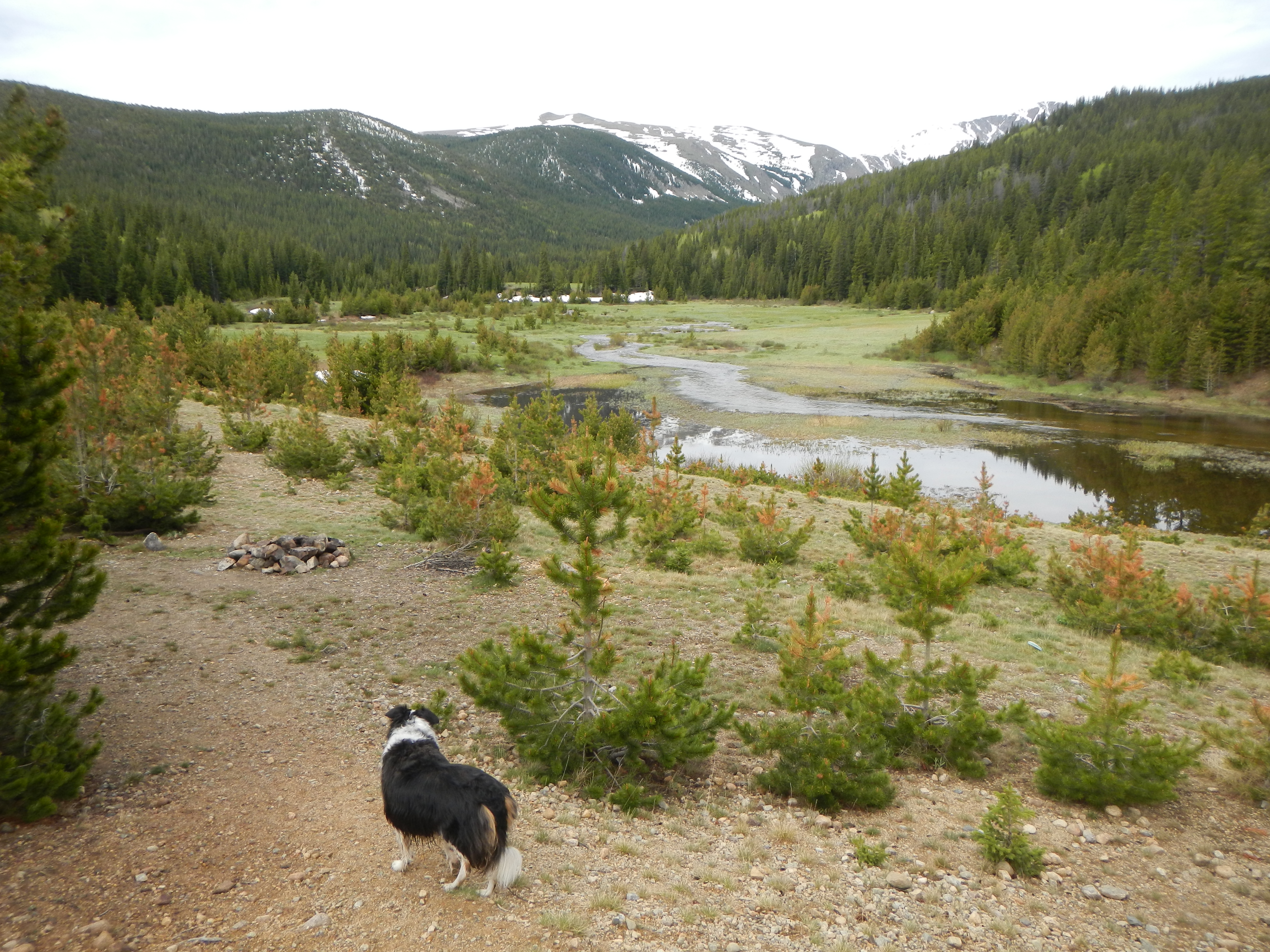 Fremont Border Collie Colorado