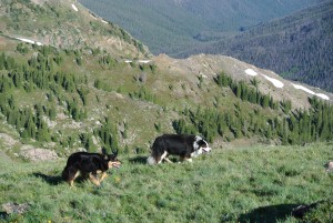 Mystic and fremont colorado border collies