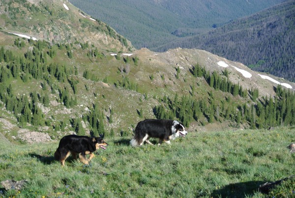 Mystic and fremont colorado border collies