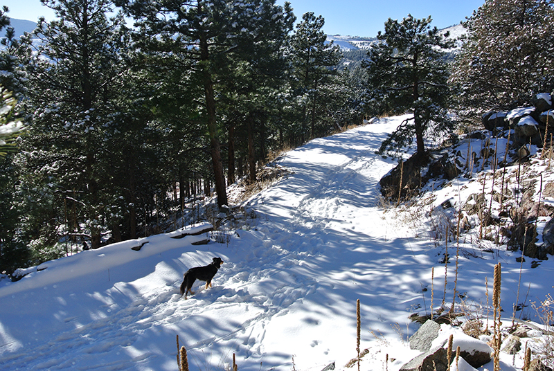 Mystic Border Collie Boulder COlorado