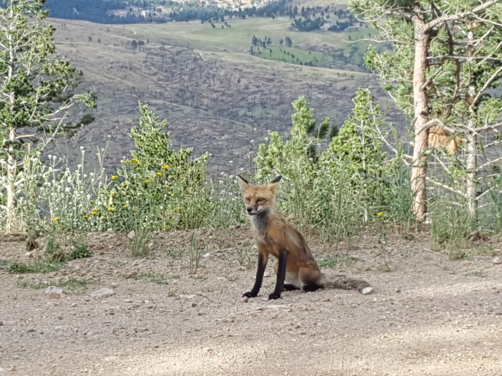 Boulder Colorado red fox