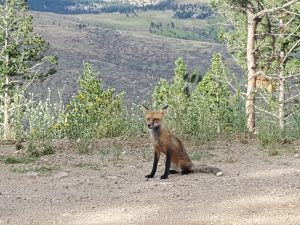 Boulder Colorado red fox
