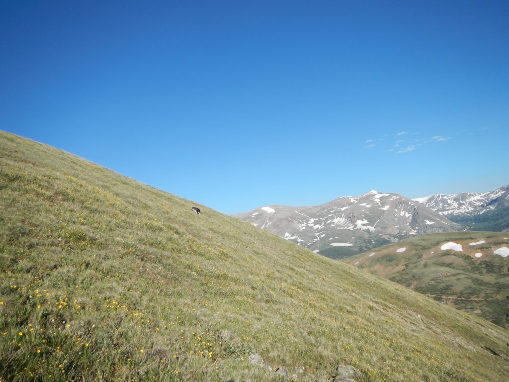 Mount Silverheels Slopes