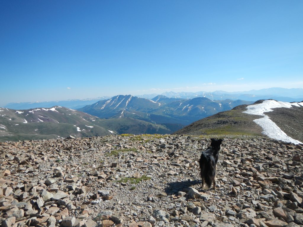 Mystic looks east from the summit of 13,822' Mount Silverheels. 