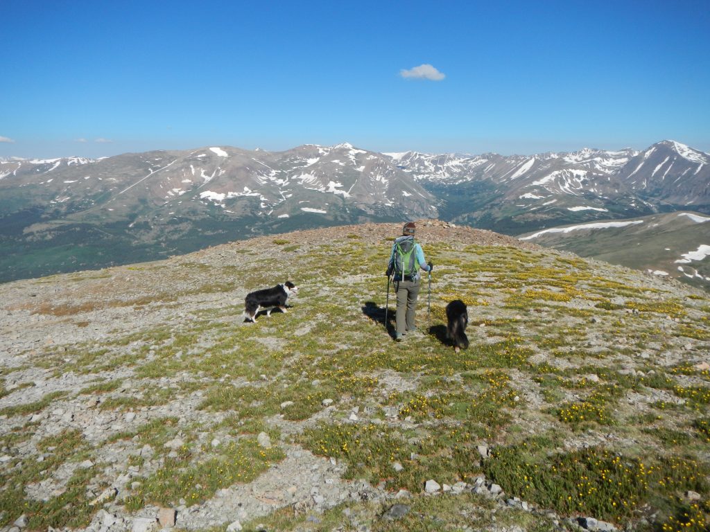 The flowery summit ridge of Mount Silverheels. 