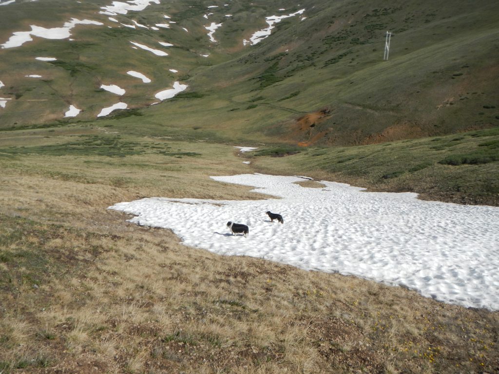 Silverheels snowfield