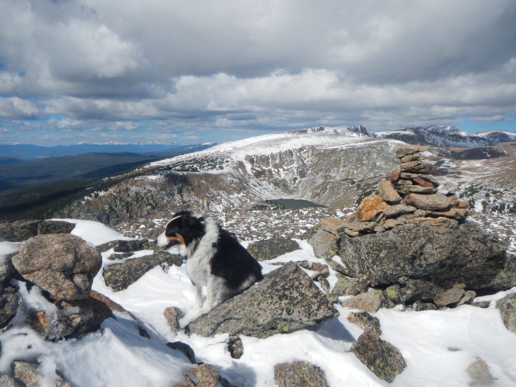 The summit of Mount Epworth. Fremont the border collie