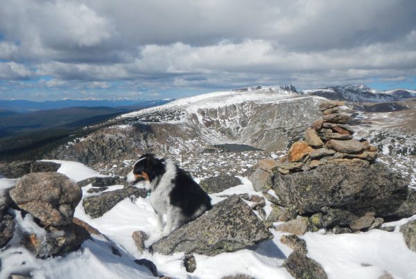 The summit of Mount Epworth. Fremont the border collie