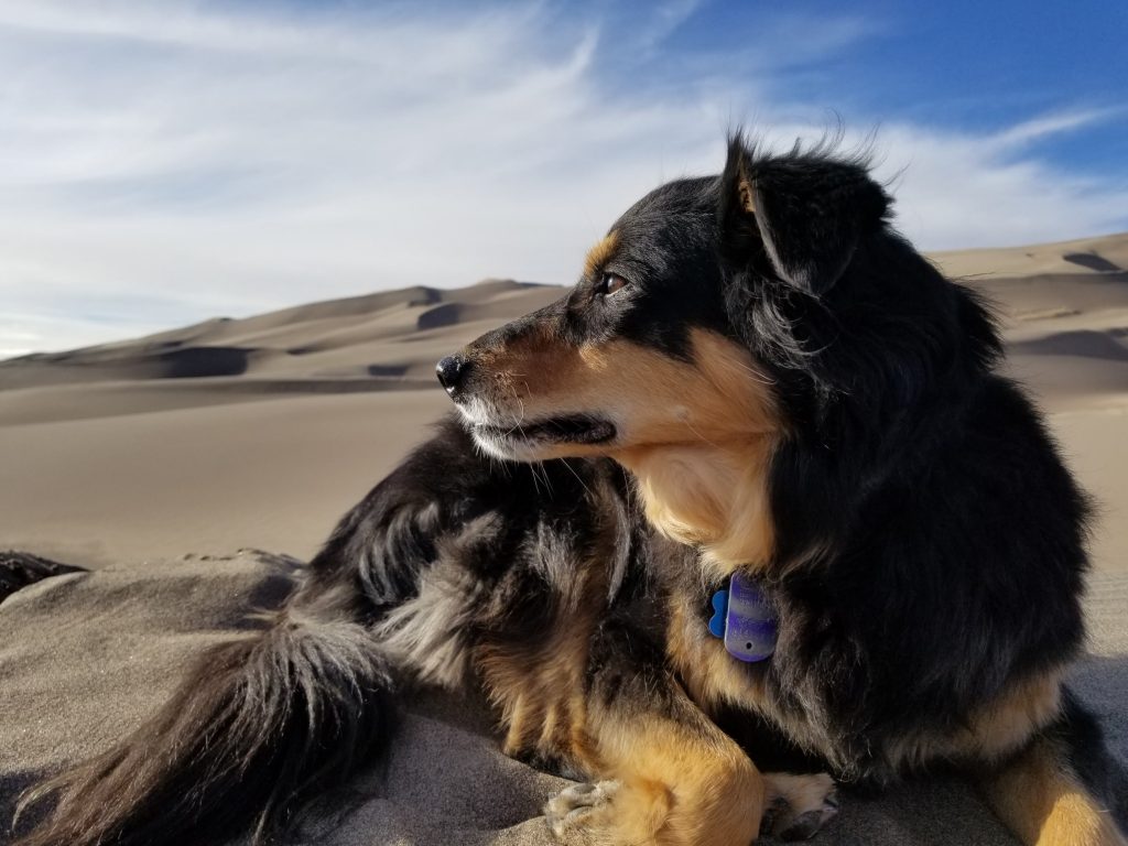 Mystic the border collie great sand dunes