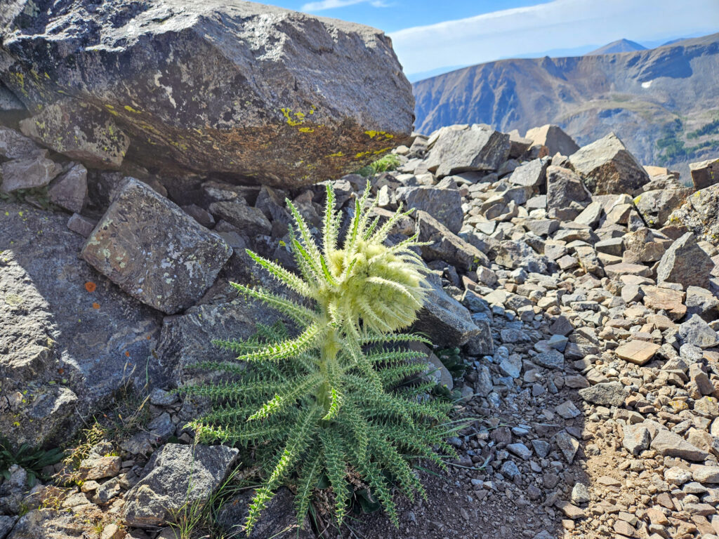 weird fuzzball plant