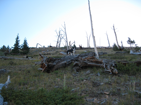 Ghost Forest of Mount Parnassus